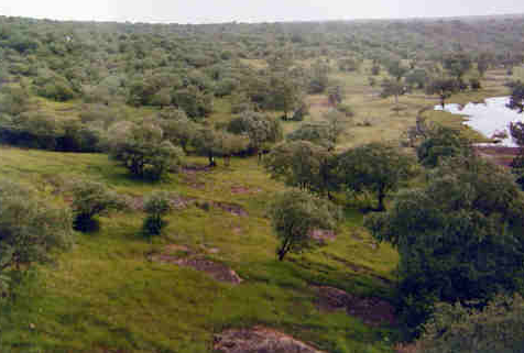 Madhav National Park, Shivpuri, Madhya Pradesh - Vushii.com